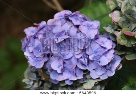 Blauwe en paarse hortensia bloemen