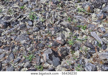The Stony Soil.