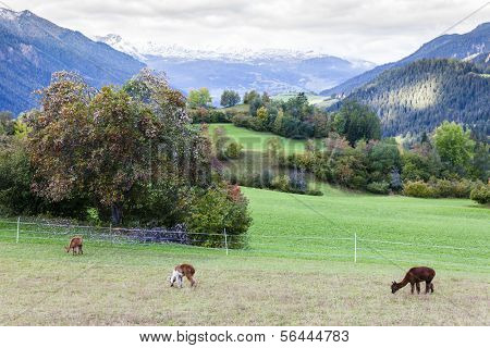 Alps landscape with alpacas near Filisur, canton Graubunden, Switzerland