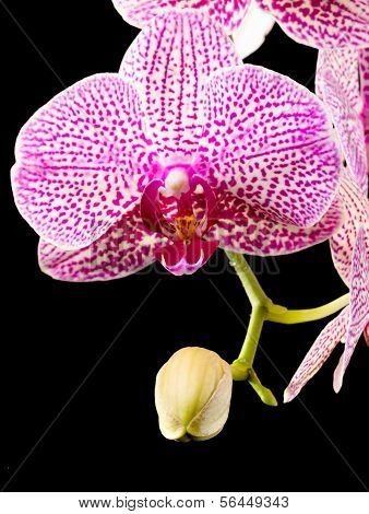 Orchid