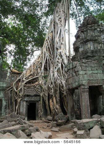 Trees at Ta Brohm Temple