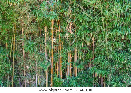 Floresta de bambu verde