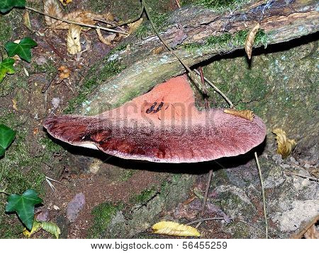 mushroom