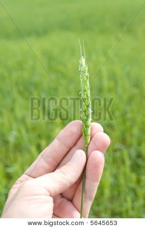 Spiga di grano