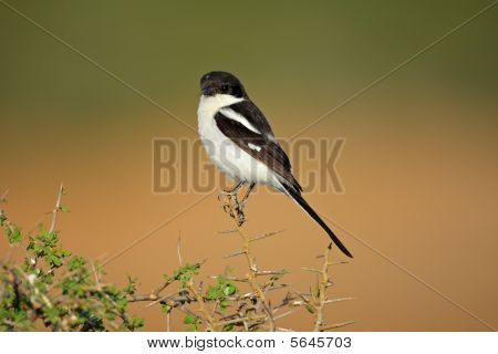steuerliche Shrike, Südafrika