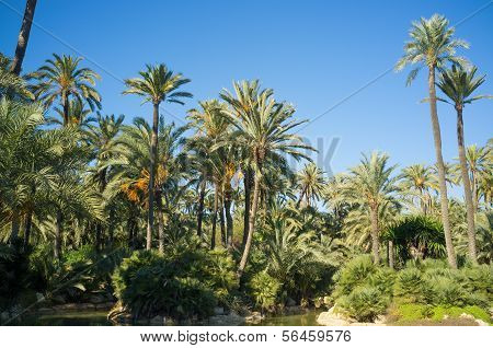 Alicante Palm Park