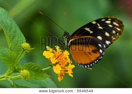 ดอกไม้ Heliconius ร้อนผีเสื้อในลานตา