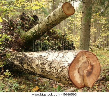 Poległych brzozy