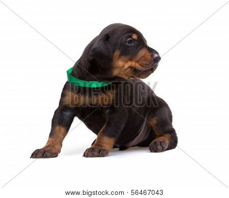Doberman puppy in ribbon, isolated on white