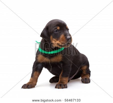 Doberman Puppy In Green Ribbon, Isolated On White