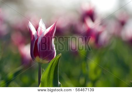 One Tulip Ballade
