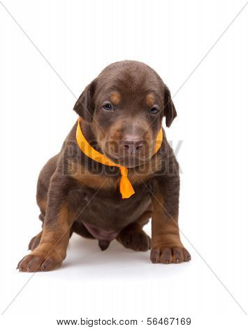 Doberman Puppy In Yellow Ribbon, Isolated On White