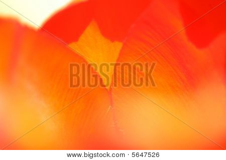 tulipanes