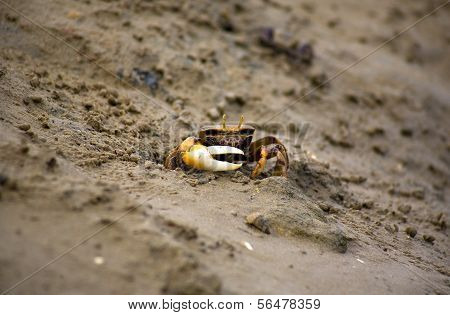 Atlantic Marsh Fiddler Crab