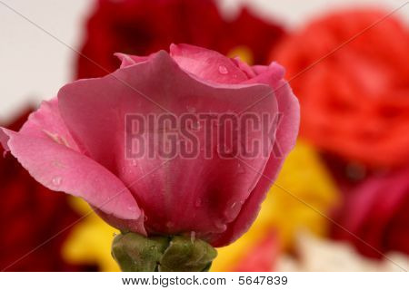 color de rosa