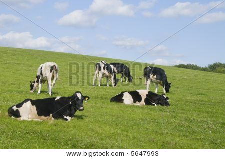 Co dělat, krávy