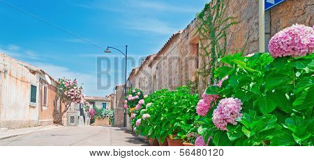 Pink Hydrangeas By The Street