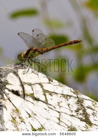 Dragonfly Sympetrum Striolatum 3
