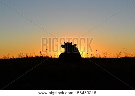 Silhouette of cow grazing