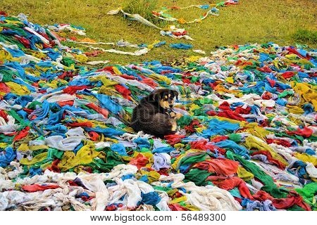 Tibetan prayer flag dog