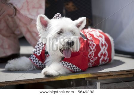 Nisei semaine chien