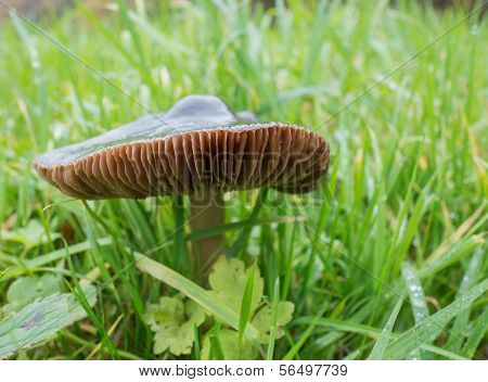 Pluteus Cervinus Or Deer Mushroom