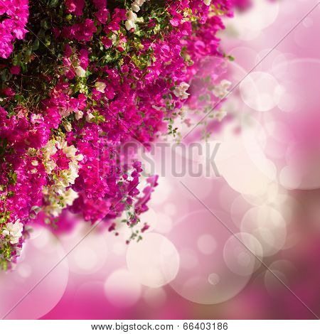 garden with bouganvilla flowers