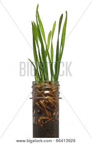 Paddy Rice