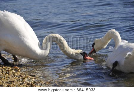 two swans eating