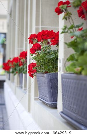 Red Flowers On The Window Board