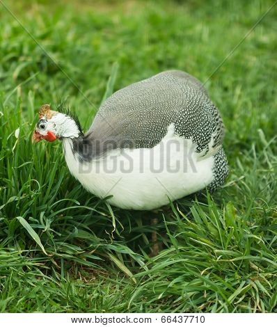Wild guinea