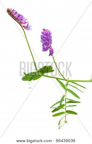 Vetch Isolated On White
