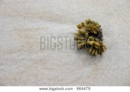 SSeaweed