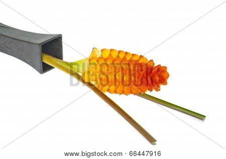 Siam Tulip Flower Or Patumma In Black Vase On White Background