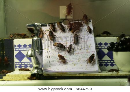 Cocina infestados de cucarachas