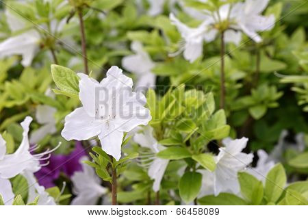 closeup of white azalea flower in spring