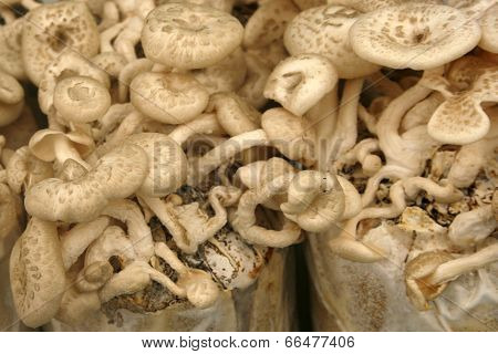 Mushrooms Growing In The Farm