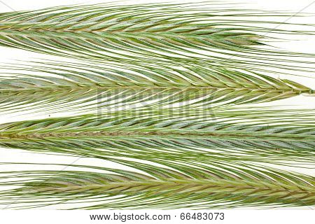 Young Spikelet Barley of green meadow grass surfase close up macro isolated on white background