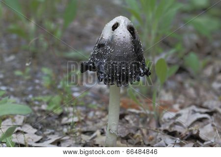 Inky Cap Fungus