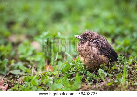 Closeup of a baby Common Blackbird (Turdus merula)