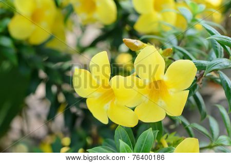 Allamanda Cathartica