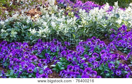 Blue Viola Tricolor Or Heartsease.
