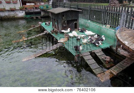 Ducks Near Their House