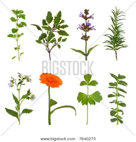 Herb Leaf And Flower Selection