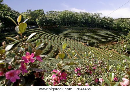 Jardim de chá de Feng Zhu em Taiwan