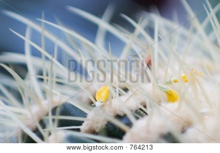 Cactus Blumen