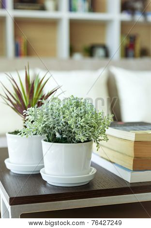 Nature plant Home Decoration