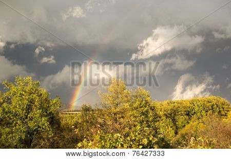 Beautiful Rainbow Over Trees