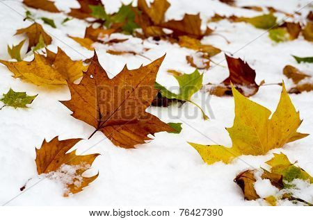 Autumn Leaves On Snow