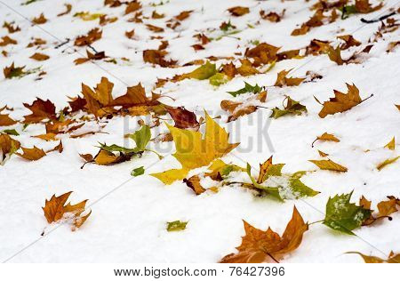 Autumn Leaves On Snow